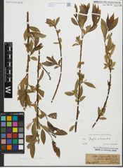 Foto von Salix fragilis L. x Salix triandra L.